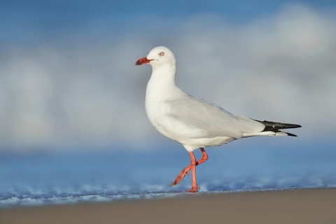 Silver Gull (Chroicocephalus novaehollandiae) at shoreline, Queensland, Australia
