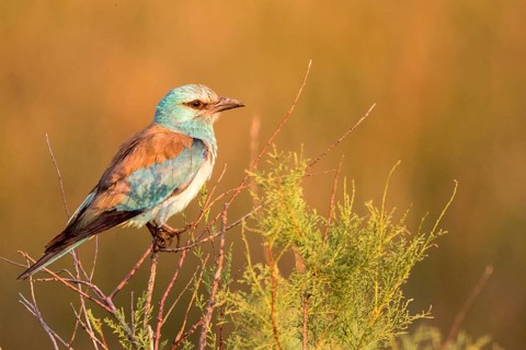 European Roller (Coracias garrulus), Danube Delta, Romania