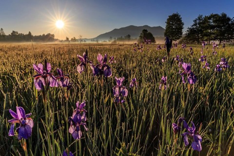 Flower meadow, irises, morning light, sunbeams, backlight, mountains, summer, Loisach-Lake Kochel