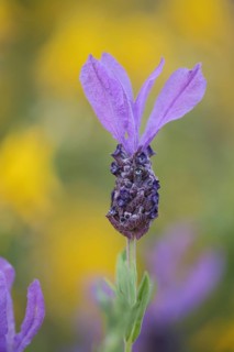 Flower of crested lavender (Lavandula stoechas), detail, Monfragüe, Extremadura, Spain