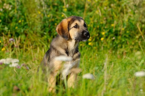An attentive looking puppy sits in the grass in a meadow, mixed breed dog, Upper Palatinate