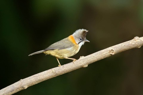 Whiskered Yuhina (Yuhina flavicollis), Yunnan, China