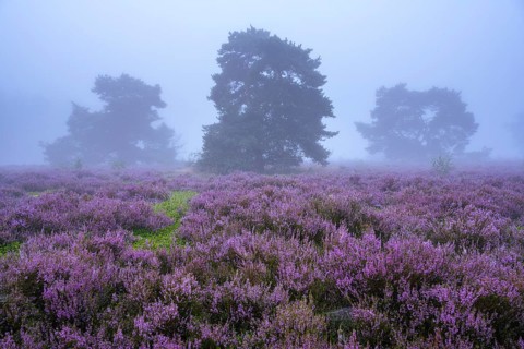 Flowering heather (Calluna vulgaris) with pine trees on a foggy morning in the Ahlhorner Heide,