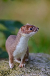 Short-tailed Weasel (Mustela erminea) close-up, Germany