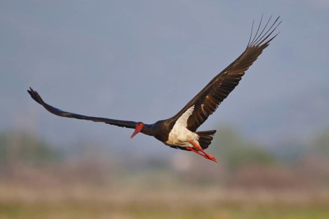 Black Stork (Ciconia nigra) flying, Greece