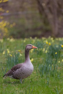 One Greylag Goose, Anser anser, walking over a meadow with yellow flowers in the background