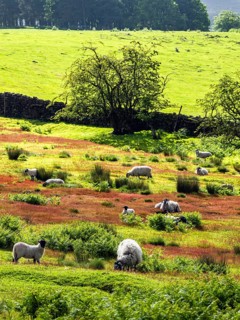 Farms and Sheeps in North York Moors National Park, Yorkshire, England, United Kingdom
