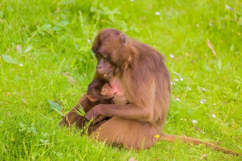 A female Gelada (Theropithecus gelada), or bleeding-heart monkey with her baby sits in a flowering