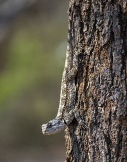 Blue-throated dragon (Acanthocercus atricollis), female sitting on a tree trunk, camouflage, Kruger