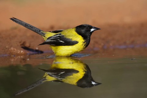 Audubon's Oriole (Icterus graduacauda) male bathing, Texas, USA