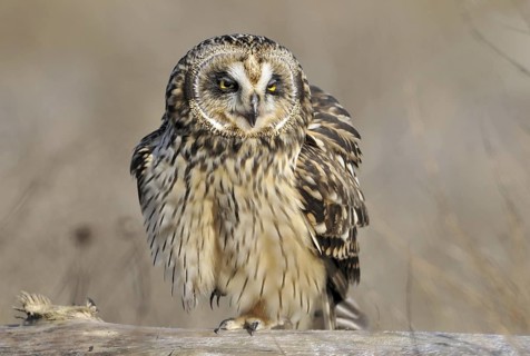 Short-eared Owl (Asio flammeus), British Columbia, Canada