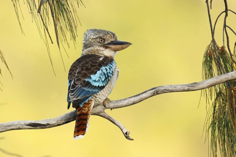 Blue-winged Kookaburra (Dacelo leachii), Queensland, Australia
