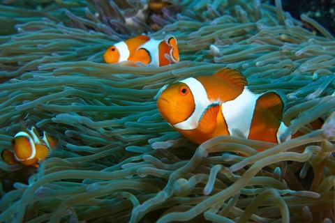 Several Ocellaris Clownfish (Amphiprion ocellaris) swimming between the tentacles of a sea anemone