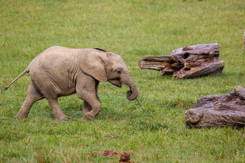 18 months old African baby elephant (Loxodonta africana) plays and runs in a green meadow