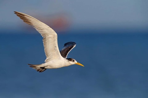 Caspian Tern, flight photo, (Thalasseus bergii), East Khawr / Khawr Ad Dahariz, Salalah, Dhofar,