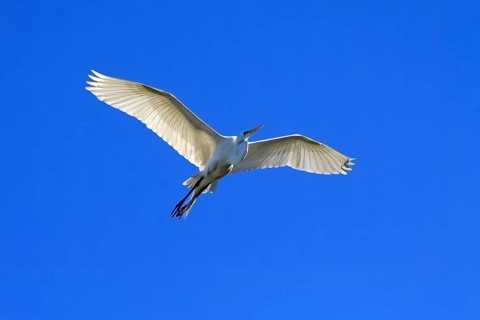 Great Egret (Ardea alba), adult, flying, St. Augustine, Florida, USA, North America