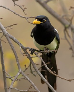 Yellow-billed Magpie (Pica nuttalli) perched in a deciduous oak tree, California, USA