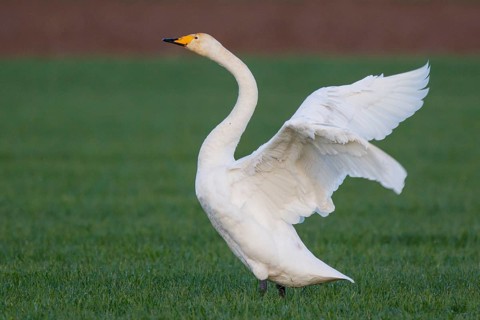 Whooper Swan (Cygnus cygnus) flapping wings, North Rhine-Westphalia, Germany