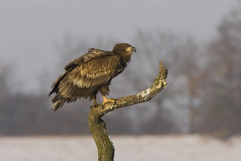 White-tailed Eagle (Haliaeetus albicilla) juvenile, Mecklenburg-Western Pomerania, Germany