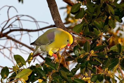 African Green Pigeon (Treron calvus) Chobe, Botswana