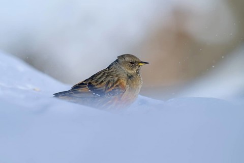 Alpine Accentor (Prunella collaris), in the snow, the background is blurred and shows winter, Gemmi