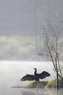 Great Cormorant (Phalacrocorax carbo), North Rhine-Westphalia, Germany