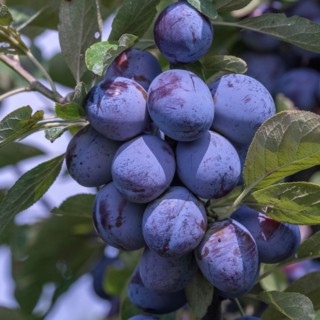 Plum (Prunus domestica 'Italian plum'), Cambridge Botanical Garden, Austria