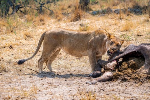 Lioness (Panthera leo) feeding on the carcass of a dead Cape buffalo, Moremi Game Reserve, Botswana
