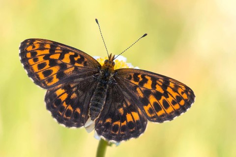 Der Bergwald-Perlmuttfalter (Boloria thore) aus den Ober-Allgäu von der Flügel-Oberseite