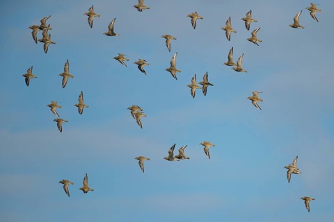Golden plover (Pluvialis apricaria) adult wading birds in flight in a flock in winter, RSPB