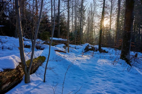 Sunlight breaks through the trees in a wintery forest scene, winter, Filzwald, St.