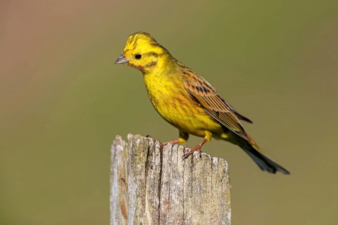 Yellowhammer, (Emberiza citrinella), perch, tree, twig, songbird, bunting family, Nahe valley,