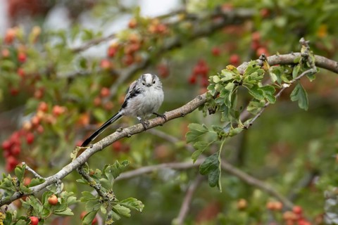 Long tailed tit (Aegithalos caudatus) adult bird in a Hawthorn tree full of red berries in summer,