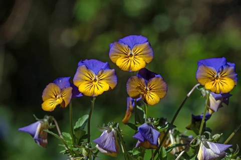 Garden pansy (Viola × wittrockiana), Middle Franconia, Bavaria, Germany