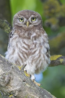 Little owl, (Athene noctua), animals, birds, owls, family of owls, Plateau Oberflörsheim, district