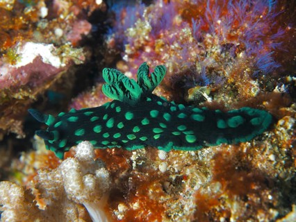 A green-spotted nudibranch, the neon star nudibranch (Nembrotha cristata), crawls across a