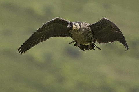 Nene (Branta sandvicensis), Hawaii, USA