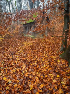 Hunter's hut, old dilapidated wooden hut with roof covered with moss, surrounded by beech woodland