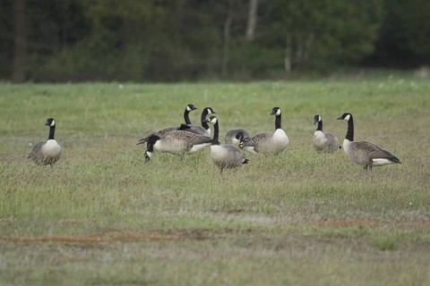 Canada Goose (Branta canadensis), Lower Saxony, Germany