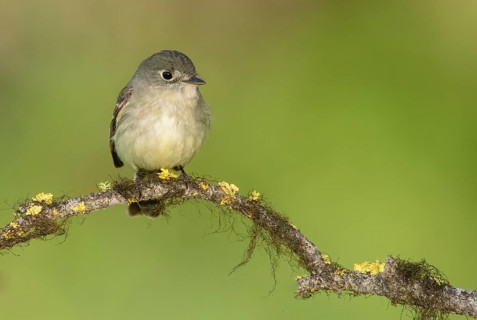 Least Flycatcher (Empidonax minimus), British Columbia, Canada