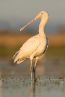 Yellow-billed Spoonbill (Platalea flavipes) foraging, Victoria, Australia