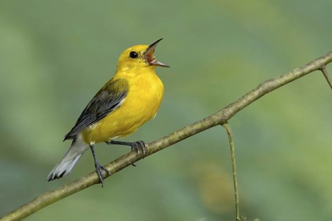 Prothonotary Warbler (Protonotaria citrea) singing, Texas, USA