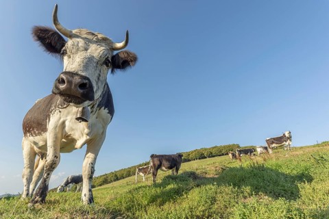 A cow with horns is standing in a field with other cows. The cow with horns looks into the camera.
