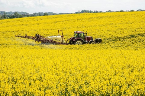 Rapeseed field in full bloom, farmer sprays the field with a tractor and trailer sprayer, plant