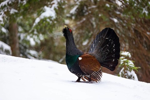 Capercaillie, Western Capercaillie, Tetrao urogallus) in the Wintrer, Capercaillie, Luce, Mountain