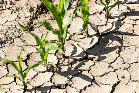 Symbolic image, climate change, global warming, corn (Zea mays) drought, dried out, cracks,