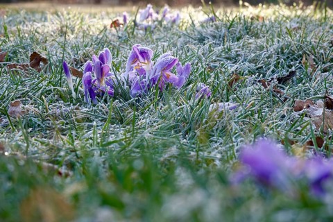 Crocus flower with hoarfrost, winter, Germany
