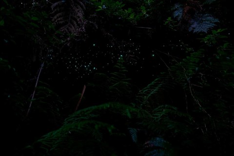 Bioluminescence, luminous glowworm (Arachnocampa luminosa), maggot of the fungus gnat