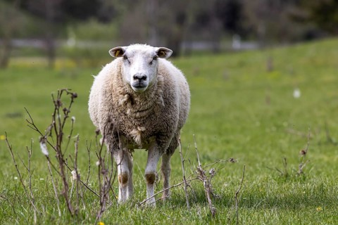 Sheep and lambs graze in a meadow. Landscape of the Swabian Jura. Gomadingen, Baden-Württemberg,