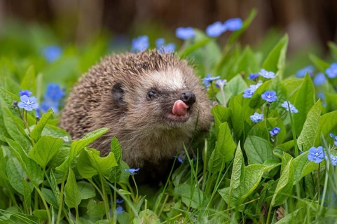 Cute hedgehog, brown-breasted hedgehog (Erinaceus europaeus) in the garden, Vechta, Lower Saxony,